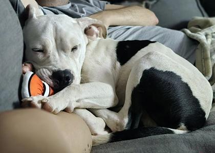 El pablo, Adoptable, Adult Male Mixed Breed & Mixed Breed.