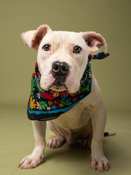 El pablo, a Adoptable Mixed Breed in Atlanta, GA image 3/3