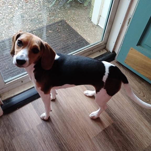 Ivy (Sara), Adoptable, Adult Female Beagle.
