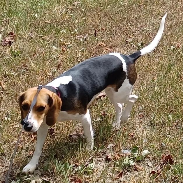 Enlarge Ivy (Sara), a Adoptable Beagle in Little Rock, AR image 2/6