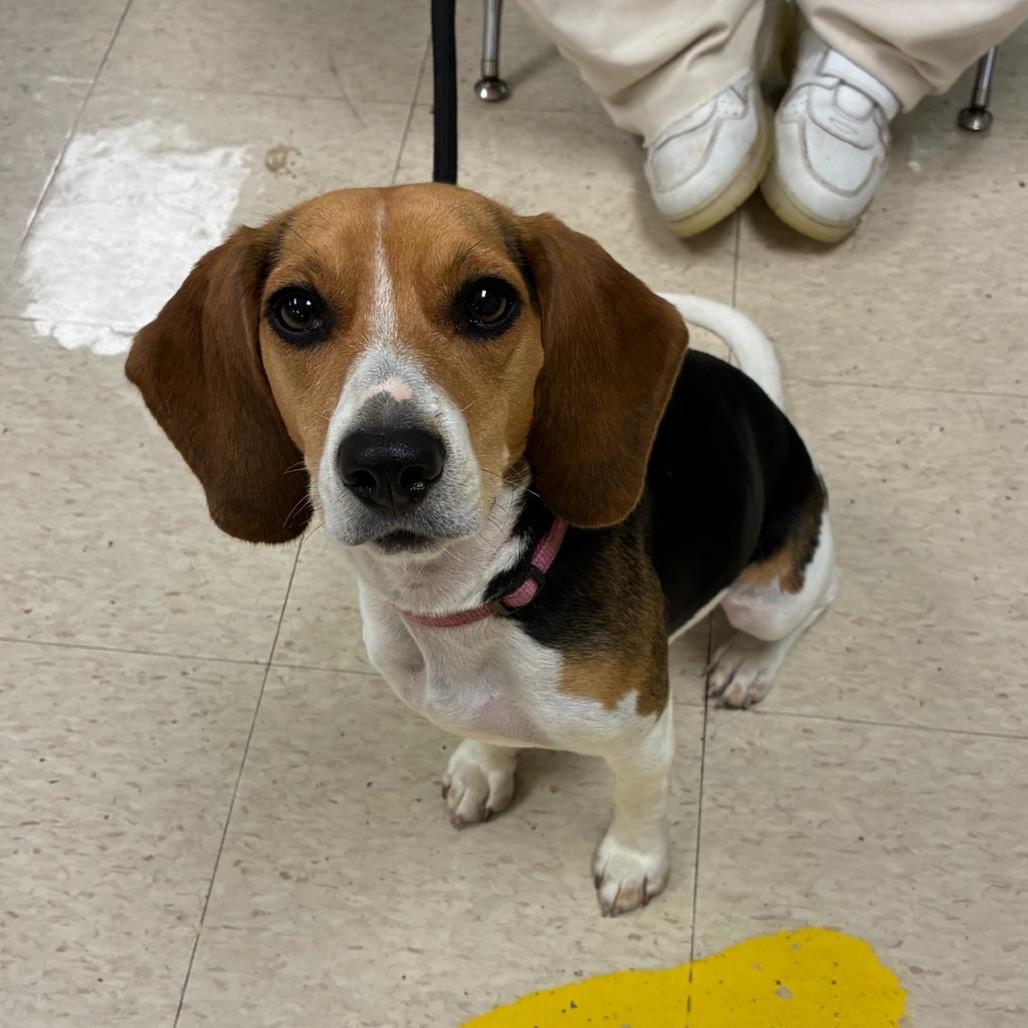 Enlarge Ivy (Sara), a Adoptable Beagle in Little Rock, AR image 3/6