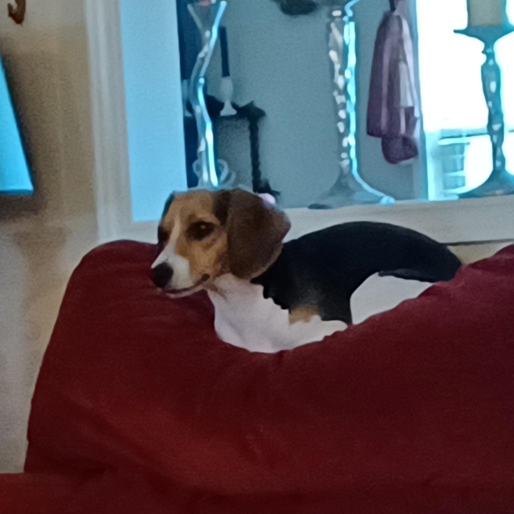 Enlarge Ivy (Sara), a Adoptable Beagle in Little Rock, AR image 4/6