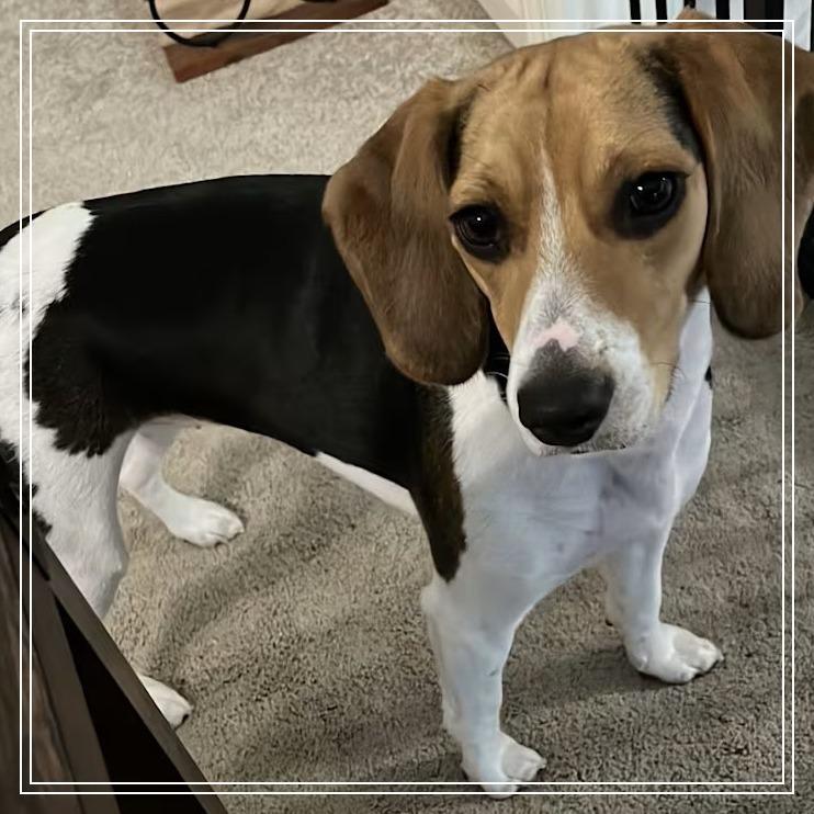 Enlarge Ivy (Sara), a Adoptable Beagle in Little Rock, AR image 5/6