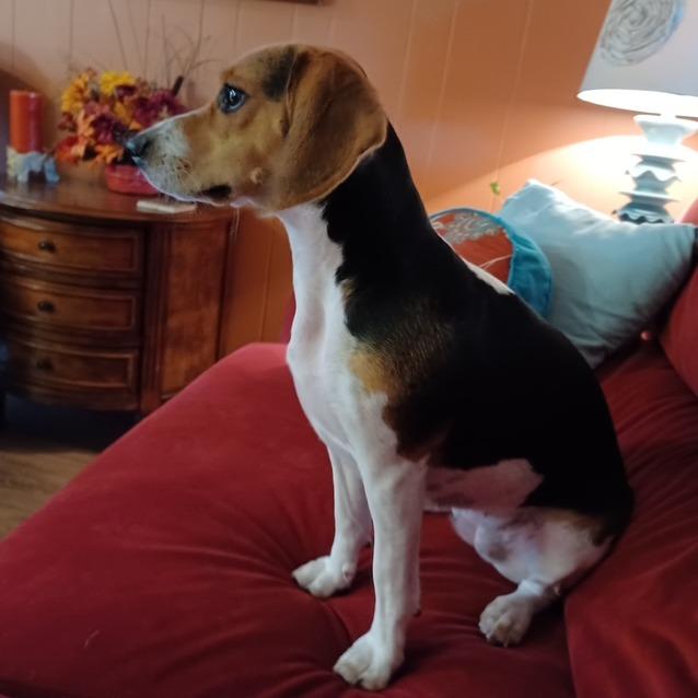 Enlarge Ivy (Sara), a Adoptable Beagle in Little Rock, AR image 6/6