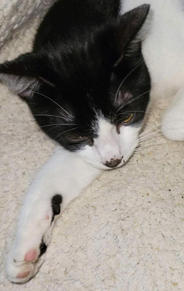 ROBIN, Adoptable, Adult Male Domestic Short Hair.