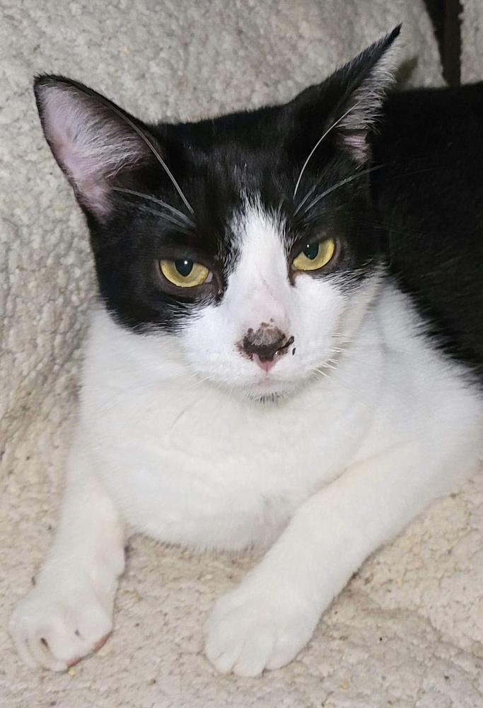 ROBIN, a Adoptable mixed breed in Calimesa, CA image 2/2