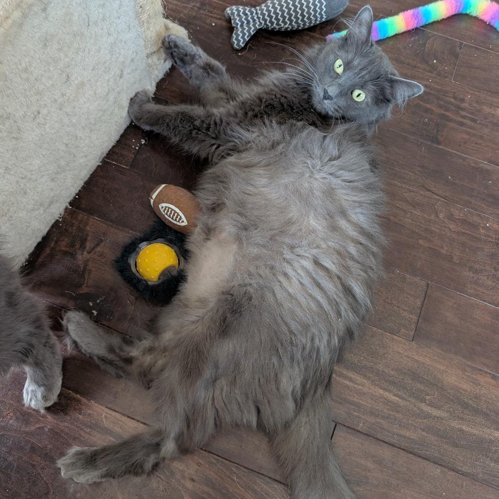 Meredith, a Adoptable Nebelung in Silver Spring , MD image 4/6