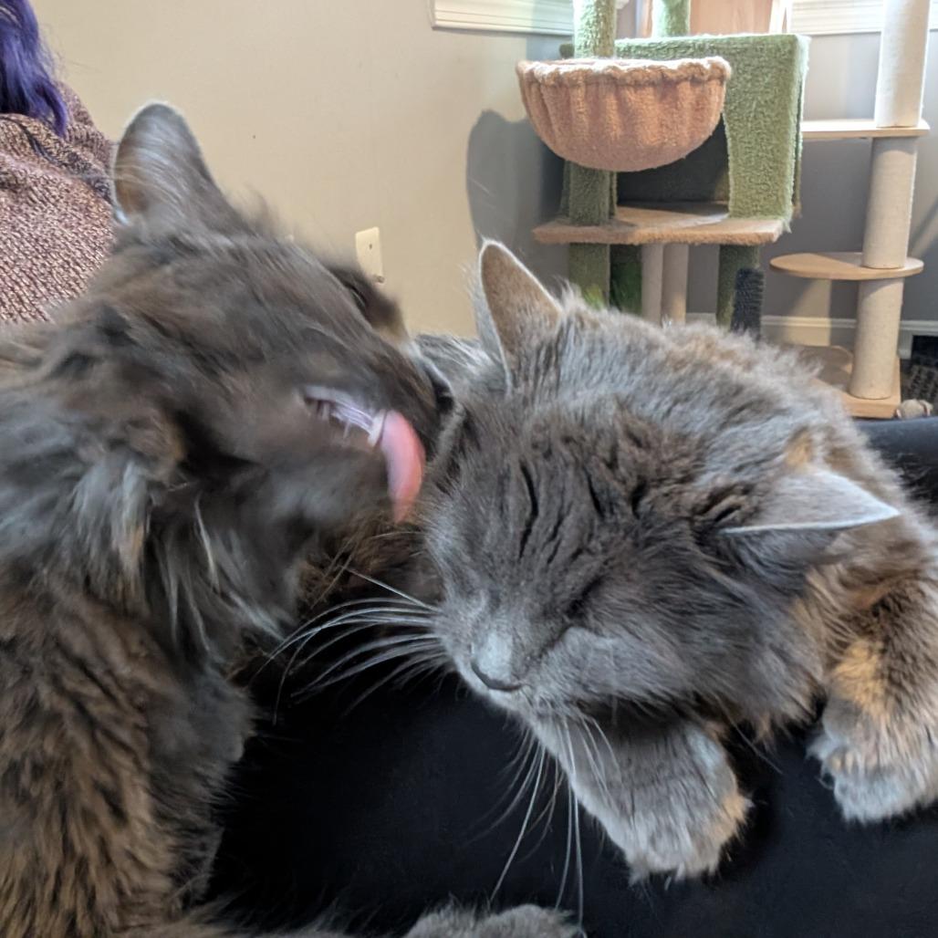 Meredith, a Adoptable Nebelung in Silver Spring , MD image 2/6