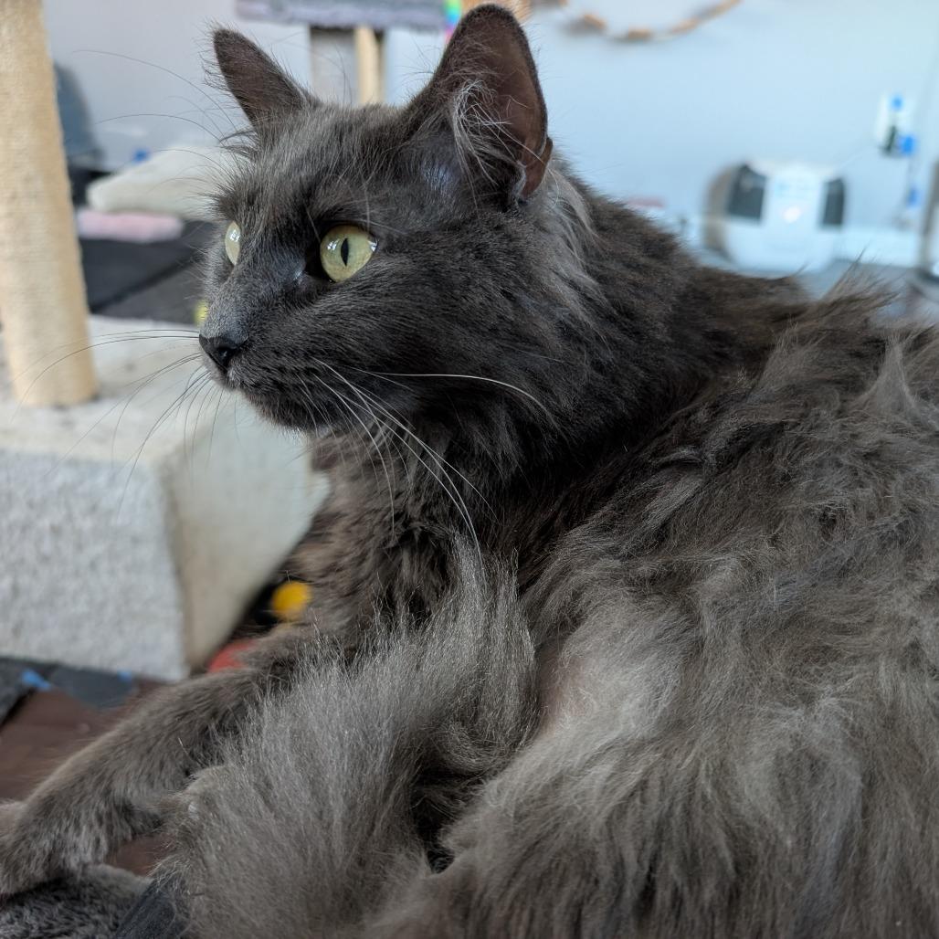 Meredith, a Adoptable Nebelung in Silver Spring , MD image 5/6