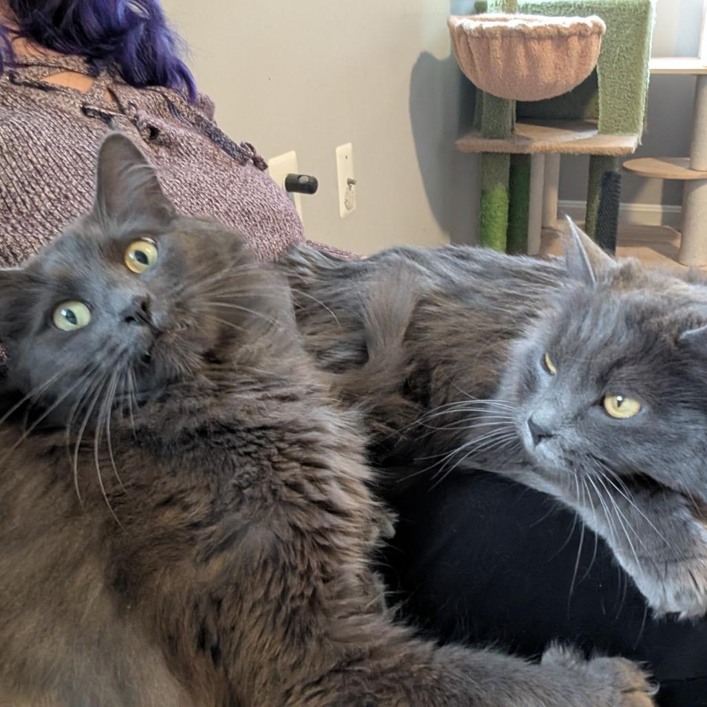 Meredith, a Adoptable Nebelung in Silver Spring , MD image 3/6