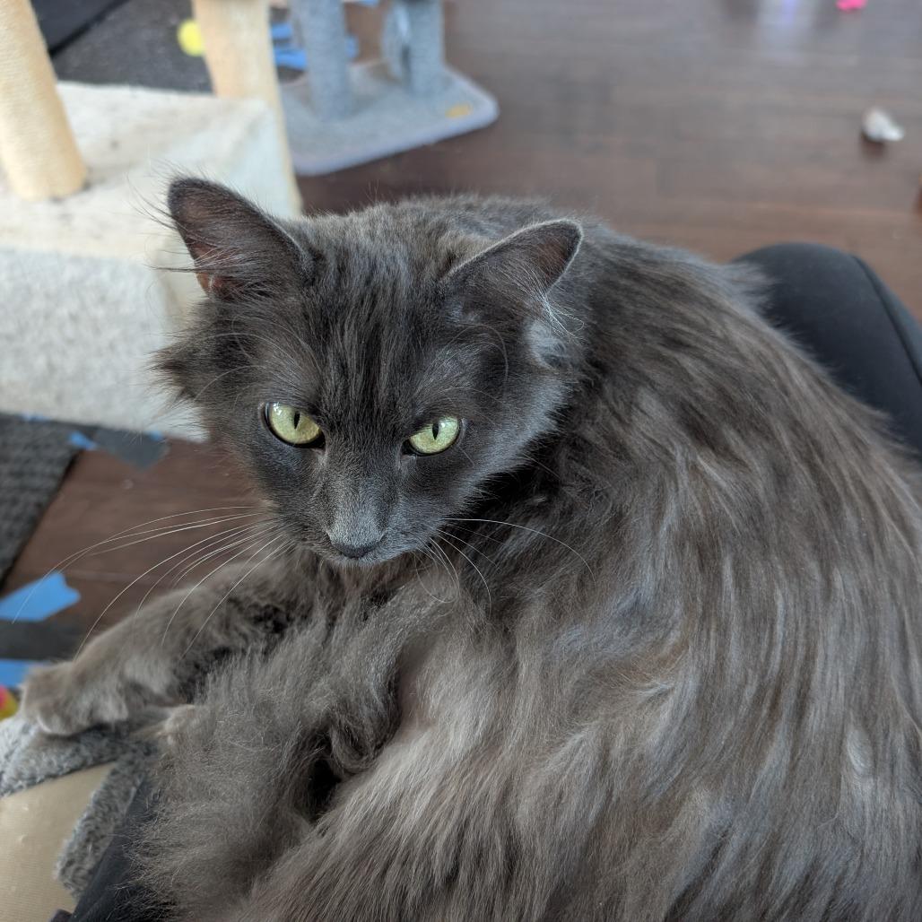 Meredith, a Adoptable Nebelung in Silver Spring , MD image 6/6