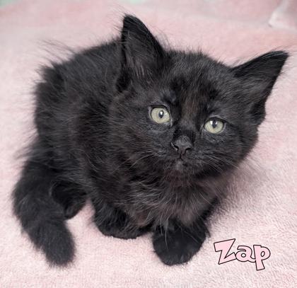 Zap (@Feeders MLK/Jolly), Adoptable, Kitten Male Domestic Medium Hair & Domestic Short Hair.