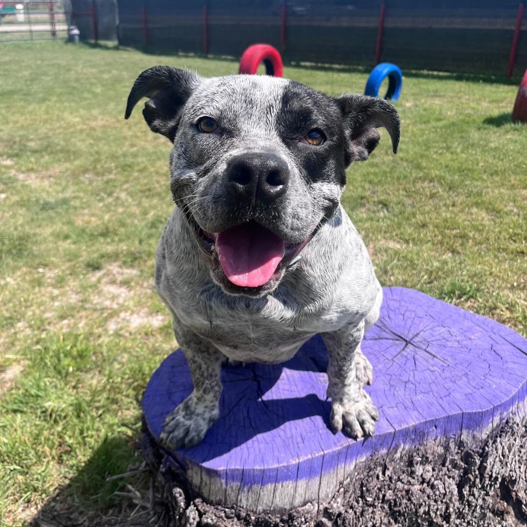 Enlarge Molly, a Adoptable Mixed Breed in Waco, TX image 1/3