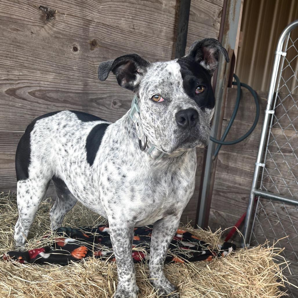 Enlarge Molly, a Adoptable Mixed Breed in Waco, TX image 1/2