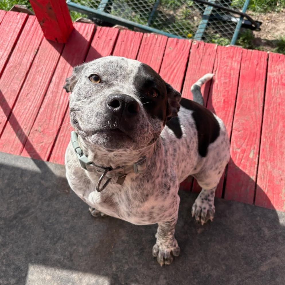 Enlarge Molly, a Adoptable Mixed Breed in Waco, TX image 2/2