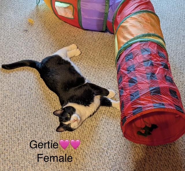 Gertie in Maine, a Adoptable Domestic Short Hair in Cumberland, ME image 1/2