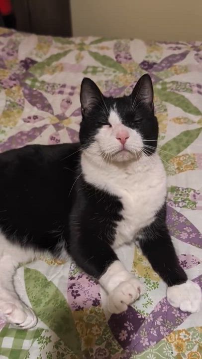 Enlarge Gertie in Maine, a Adoptable Domestic Short Hair in Cumberland, ME video 2/2