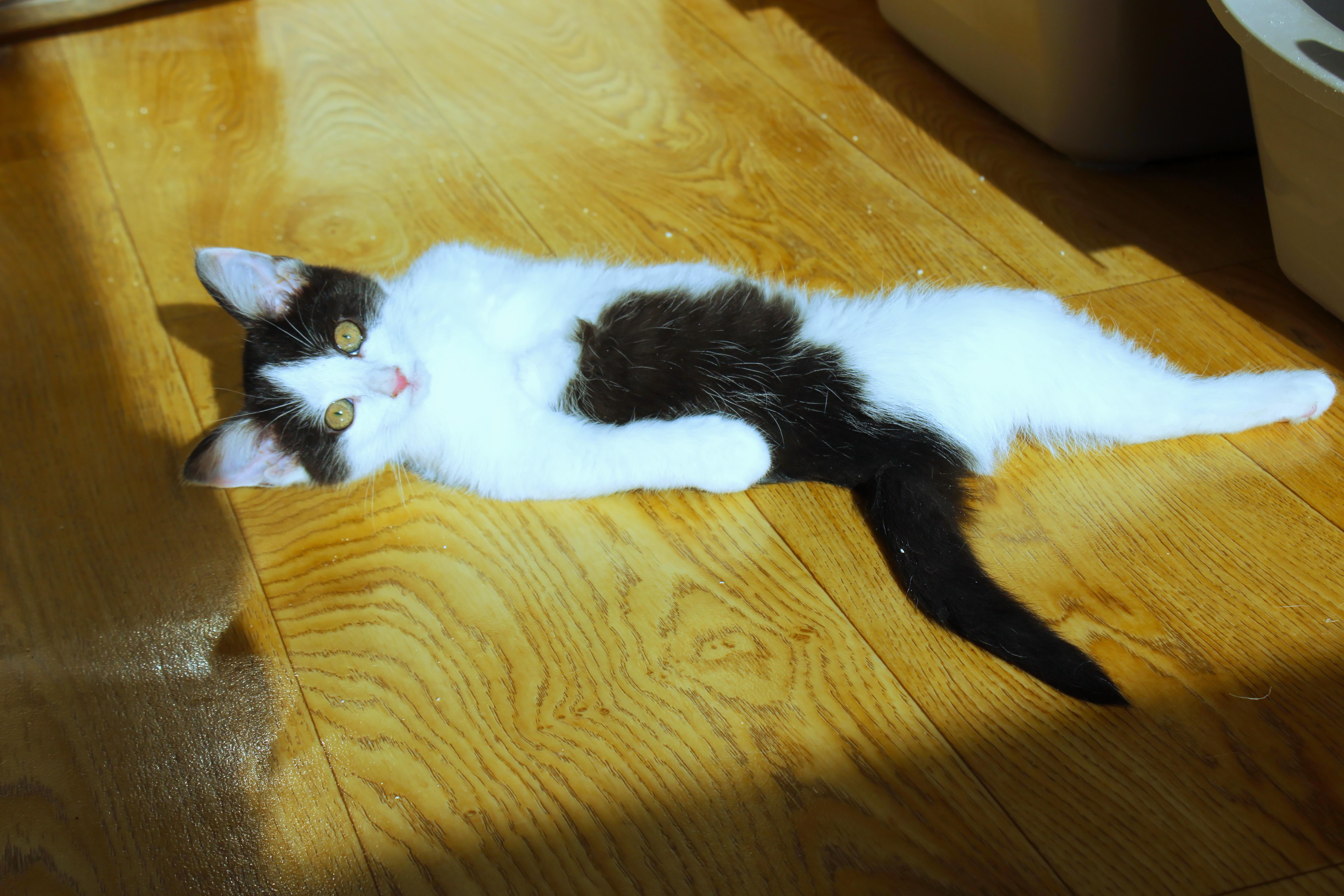 Enlarge Noel, a Adoptable American Shorthair in Urbana, OH image 2/6