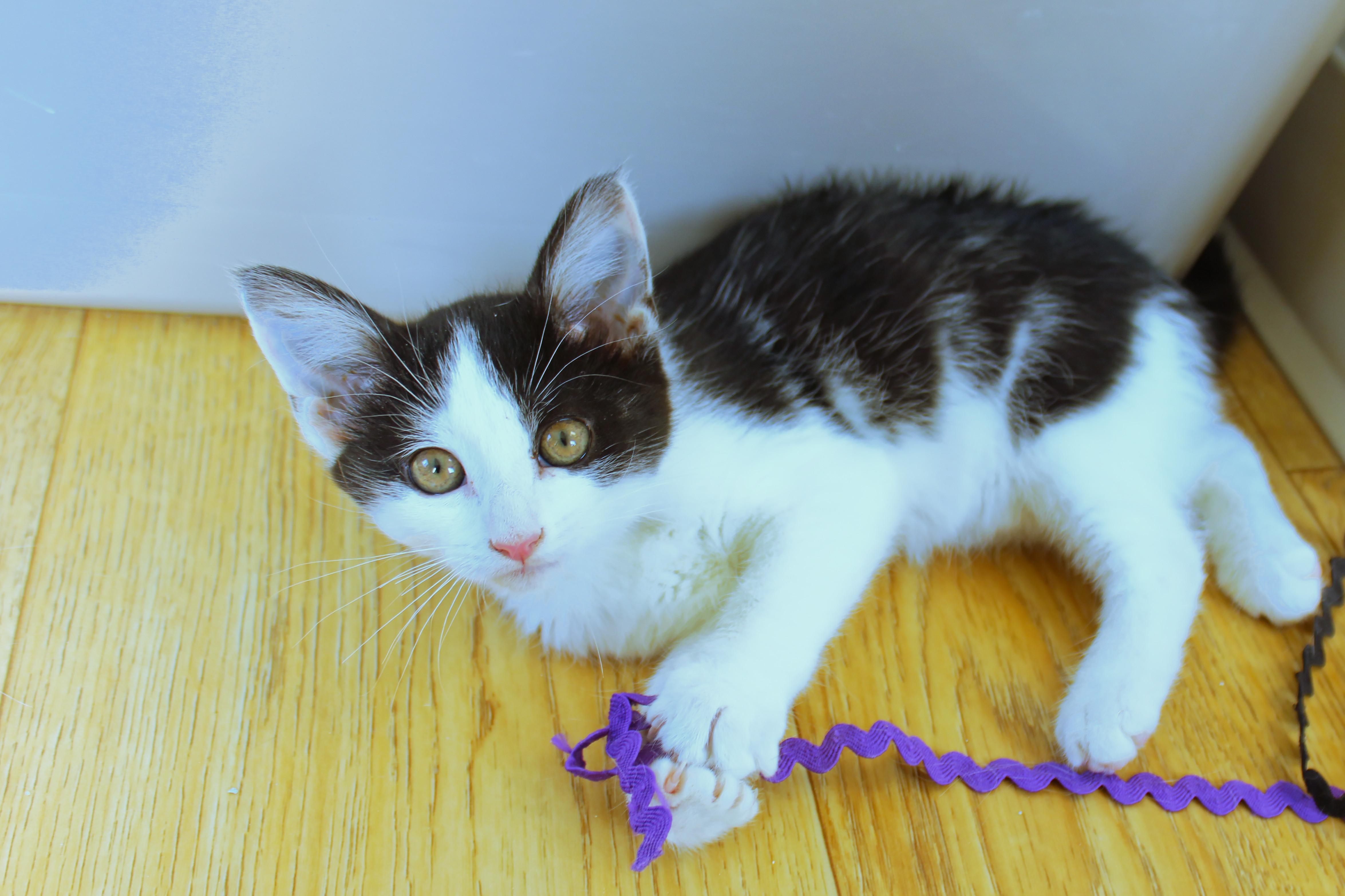 Enlarge Noel, a Adoptable American Shorthair in Urbana, OH image 3/6