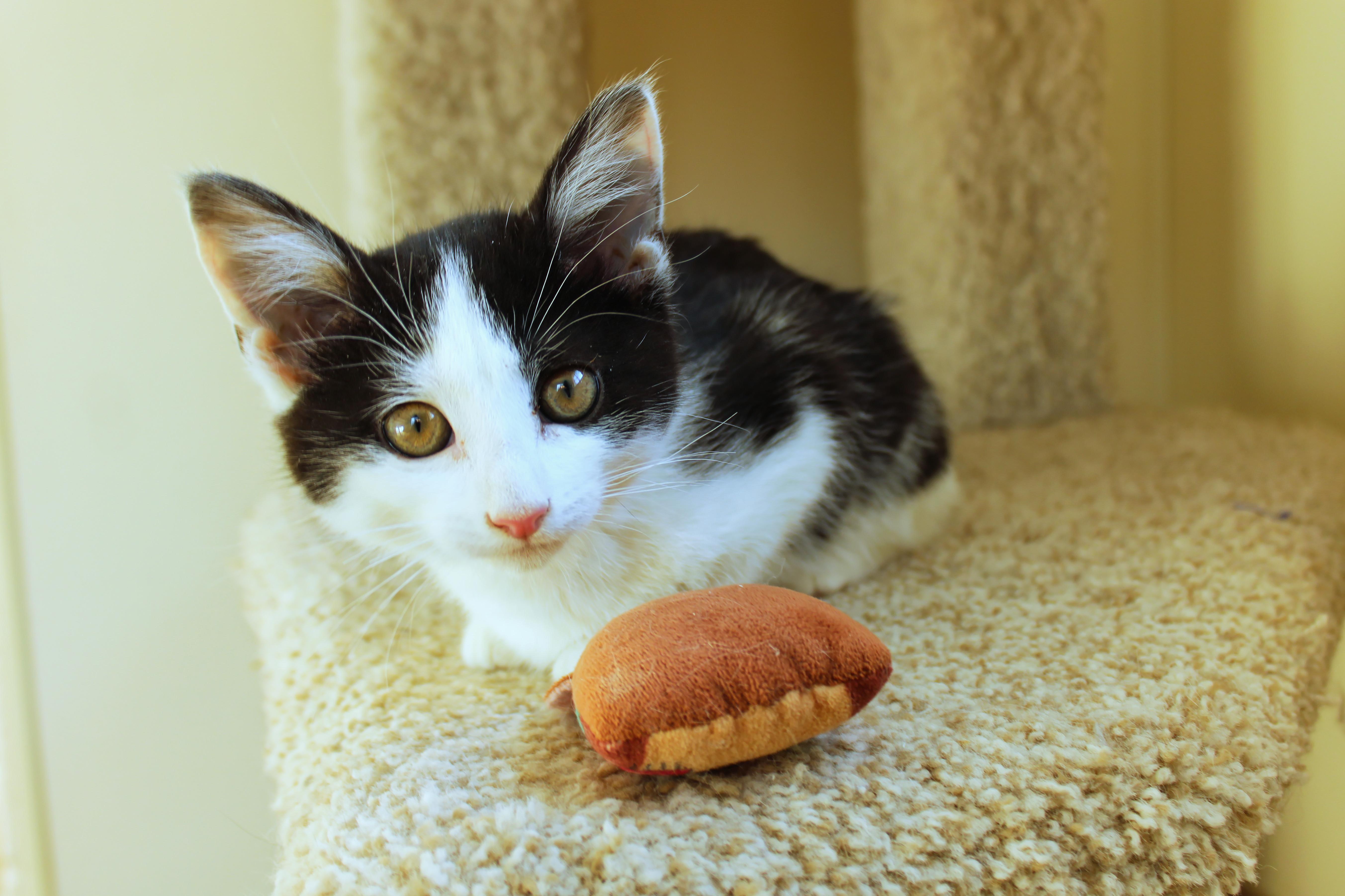 Enlarge Noel, a Adoptable American Shorthair in Urbana, OH image 1/6