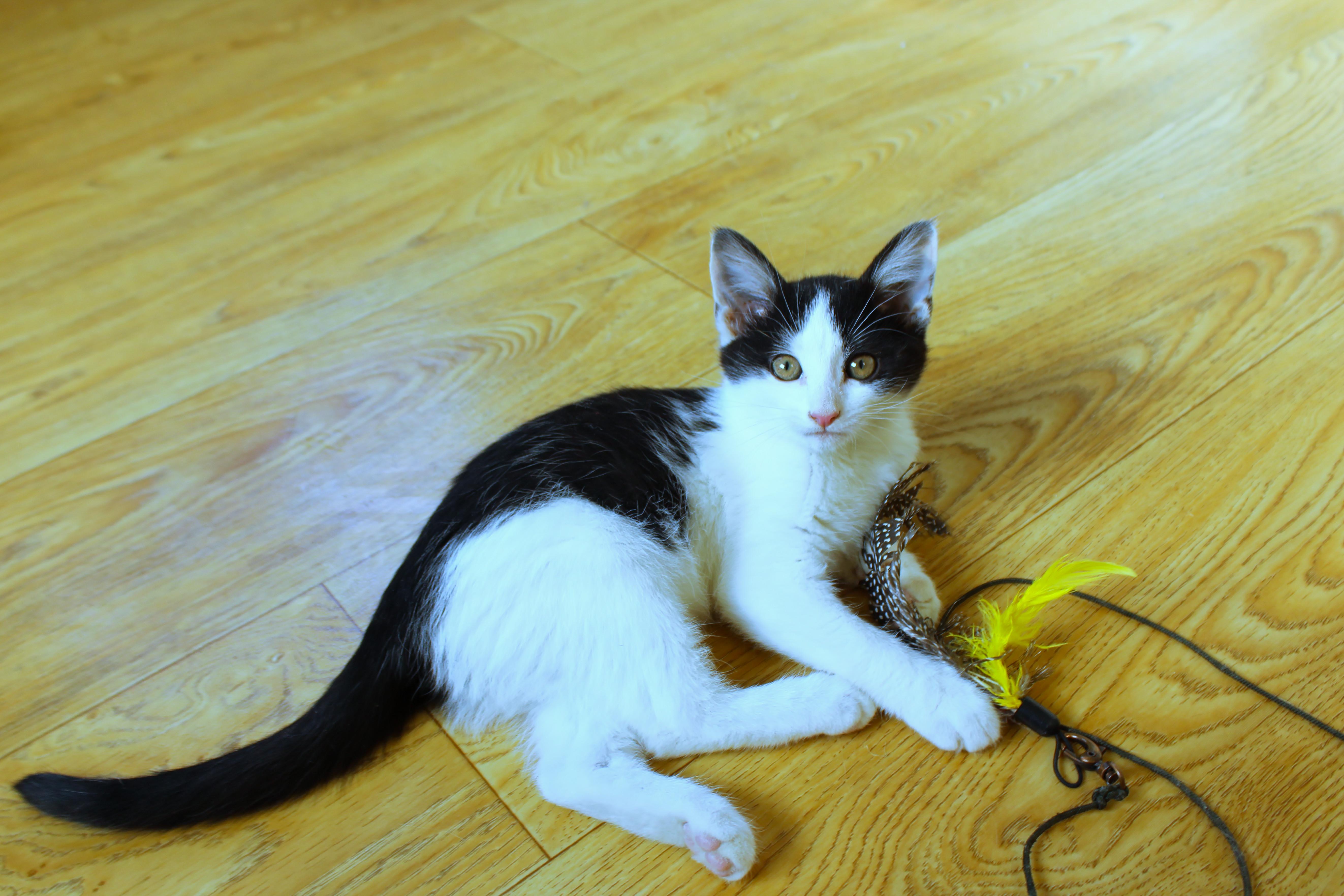 Enlarge Noel, a Adoptable American Shorthair in Urbana, OH image 4/6