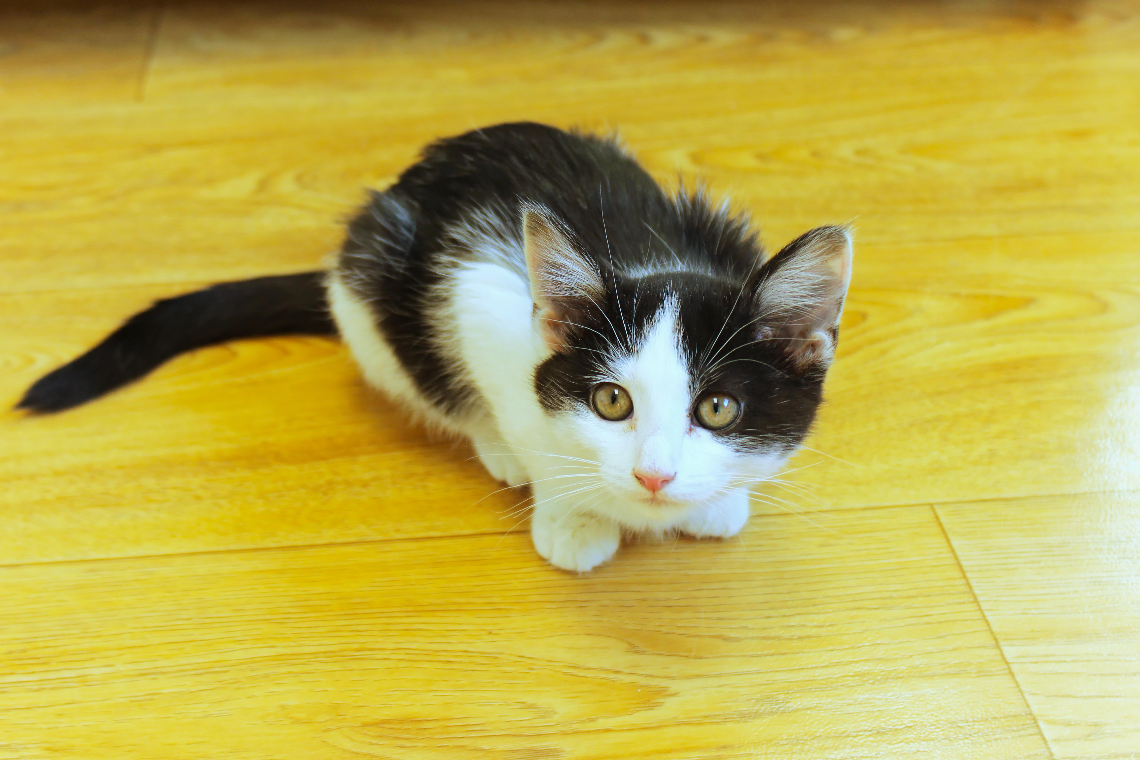 Enlarge Noel, a Adoptable American Shorthair in Urbana, OH image 5/6