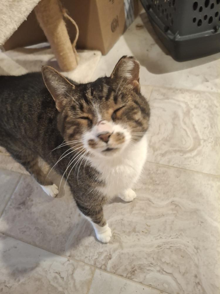 Enlarge Gimpy Grafelman, a Adoptable Domestic Short Hair in Peoria, IL image 1/1