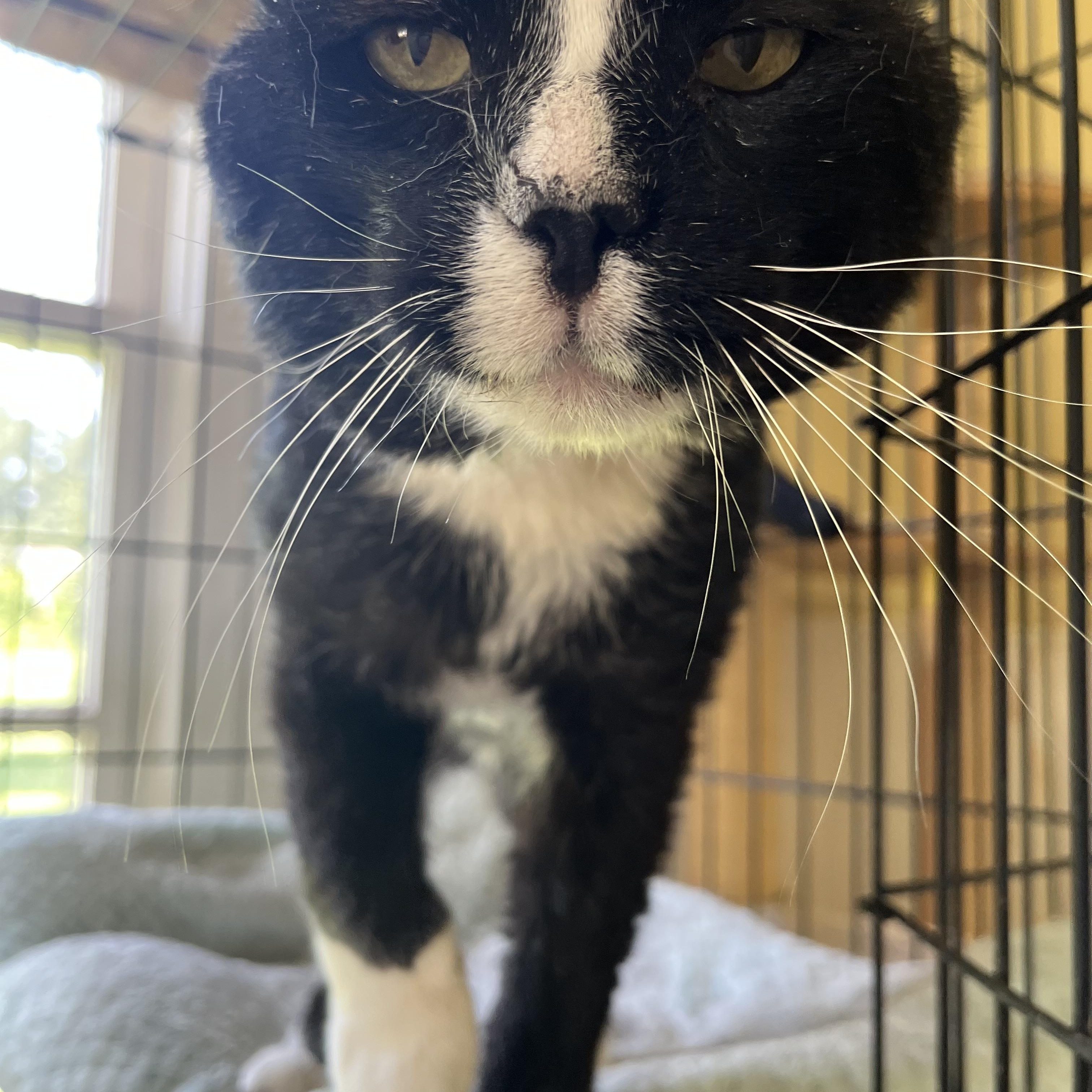 Enlarge Chappie, a Adoptable Domestic Short Hair in Hammond, LA image 3/3