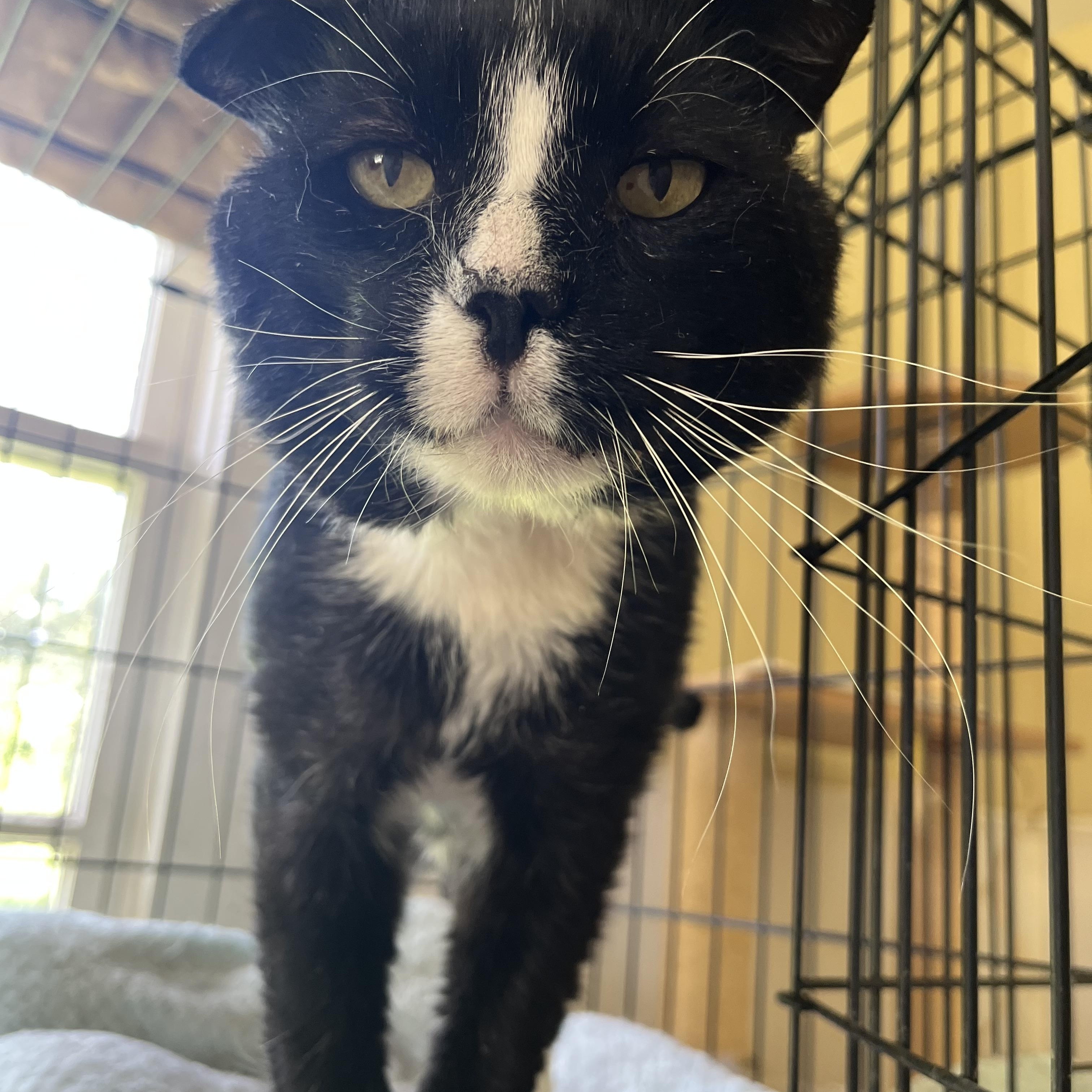 Enlarge Chappie, a Adoptable Domestic Short Hair in Hammond, LA image 2/3
