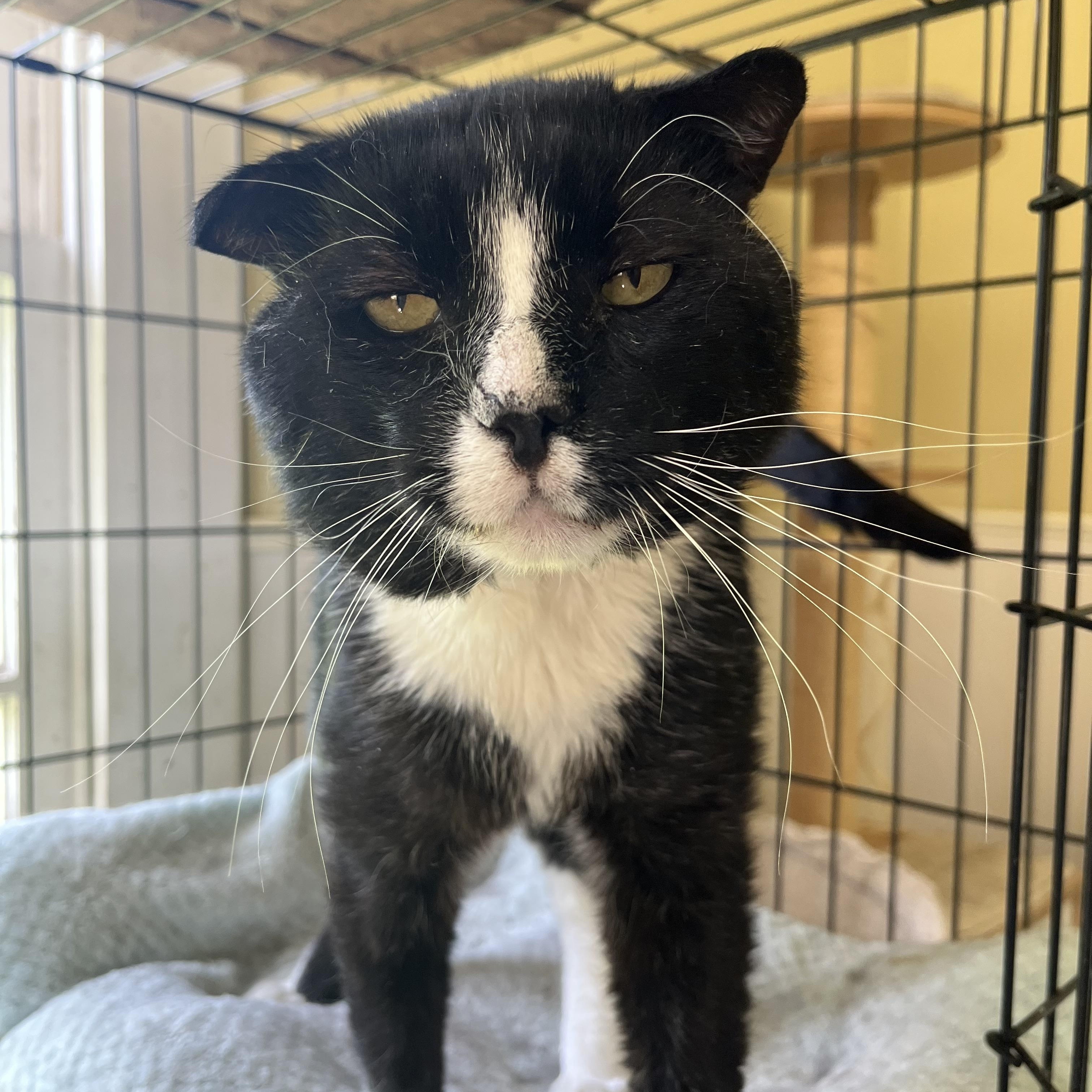 Chappie, ADOPTABLE, Senior Male Scottish Fold.