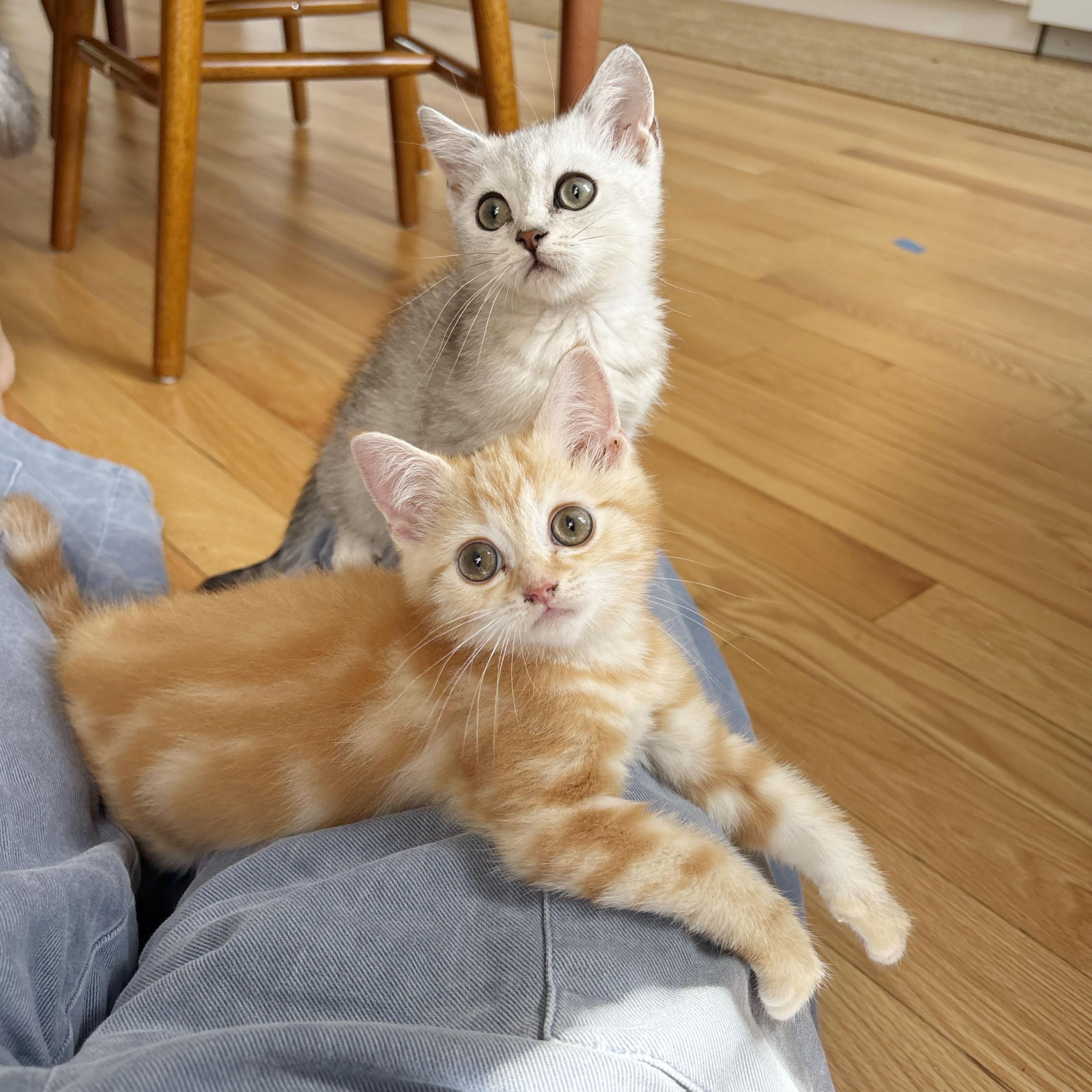 Enlarge Tarvos & Hippocamp, a Adopted mixed breed in BROOKLYN, NY image 2/6