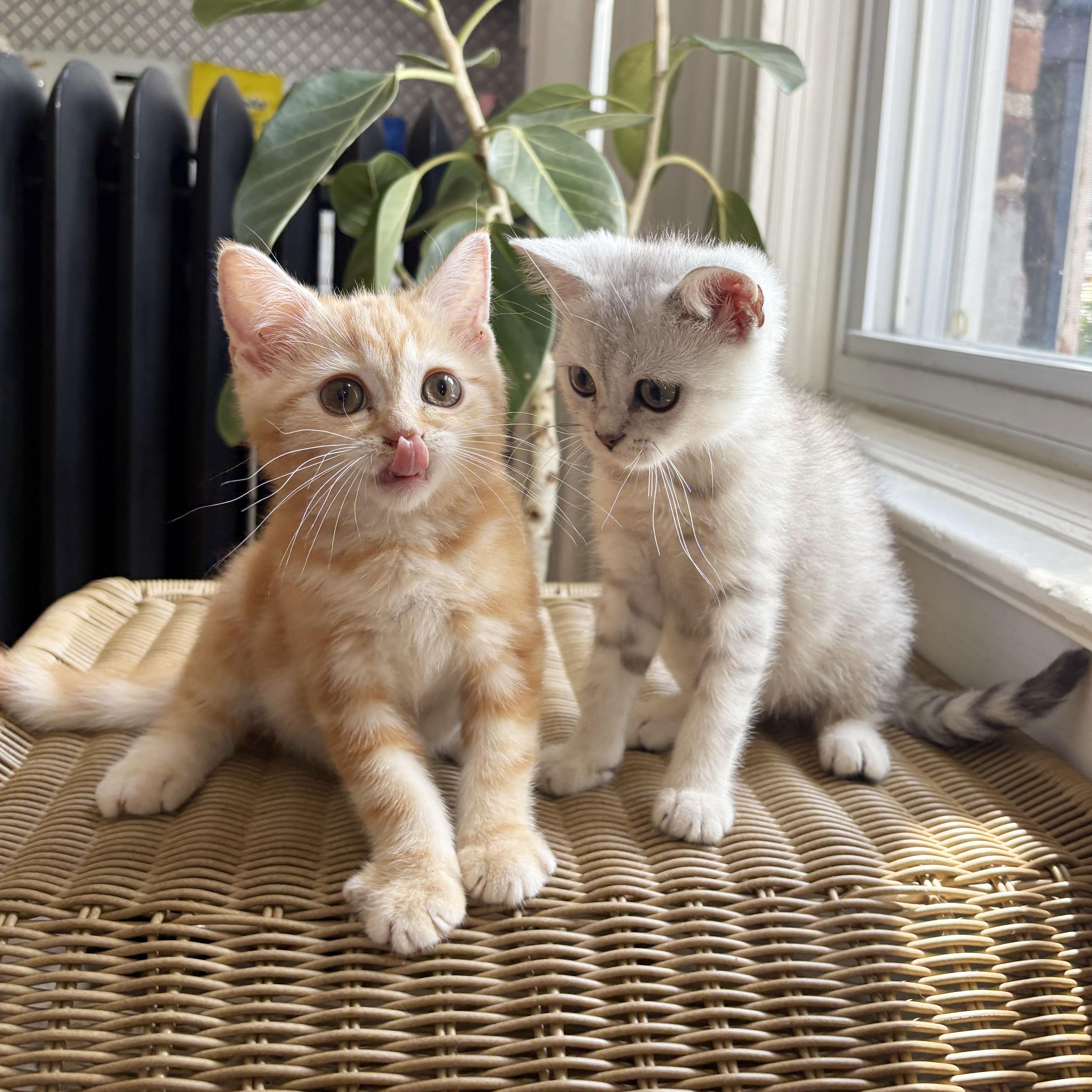 Enlarge Tarvos & Hippocamp, a Adopted mixed breed in BROOKLYN, NY image 3/6