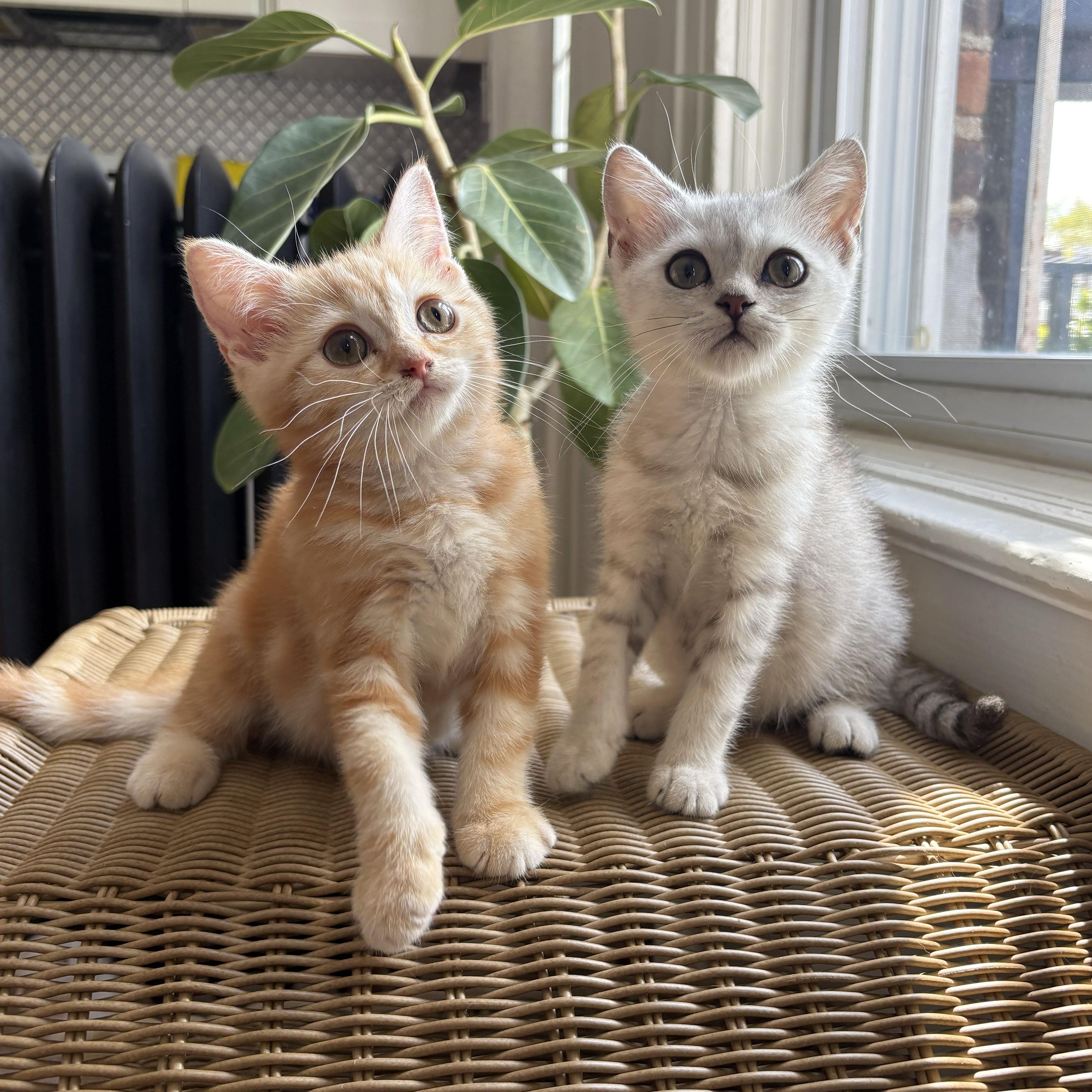 Enlarge Tarvos & Hippocamp, a Adopted mixed breed in BROOKLYN, NY image 5/6