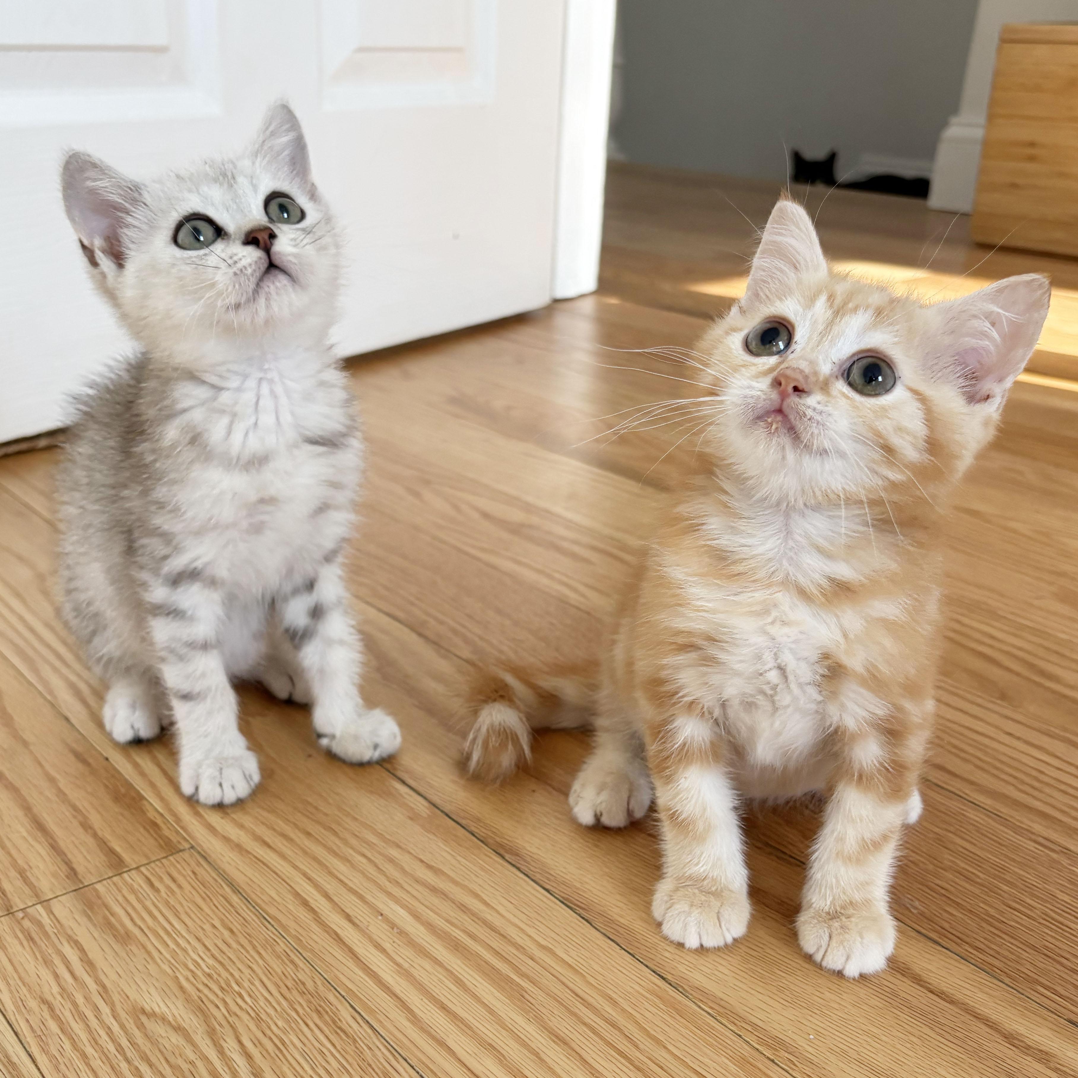 Tarvos & Hippocamp, Adopted, Kitten Male Scottish Fold & British Shorthair.