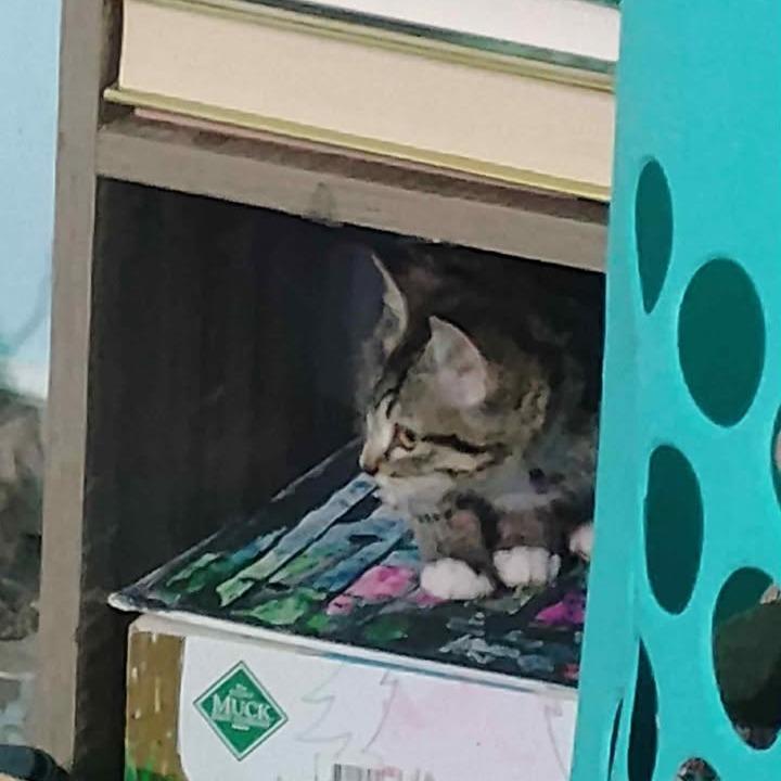 Washer, Adoptable, Young Female Domestic Short Hair.