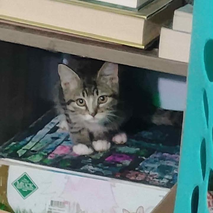 Enlarge Washer, a Adoptable Domestic Short Hair in Buffalo, WY image 2/2