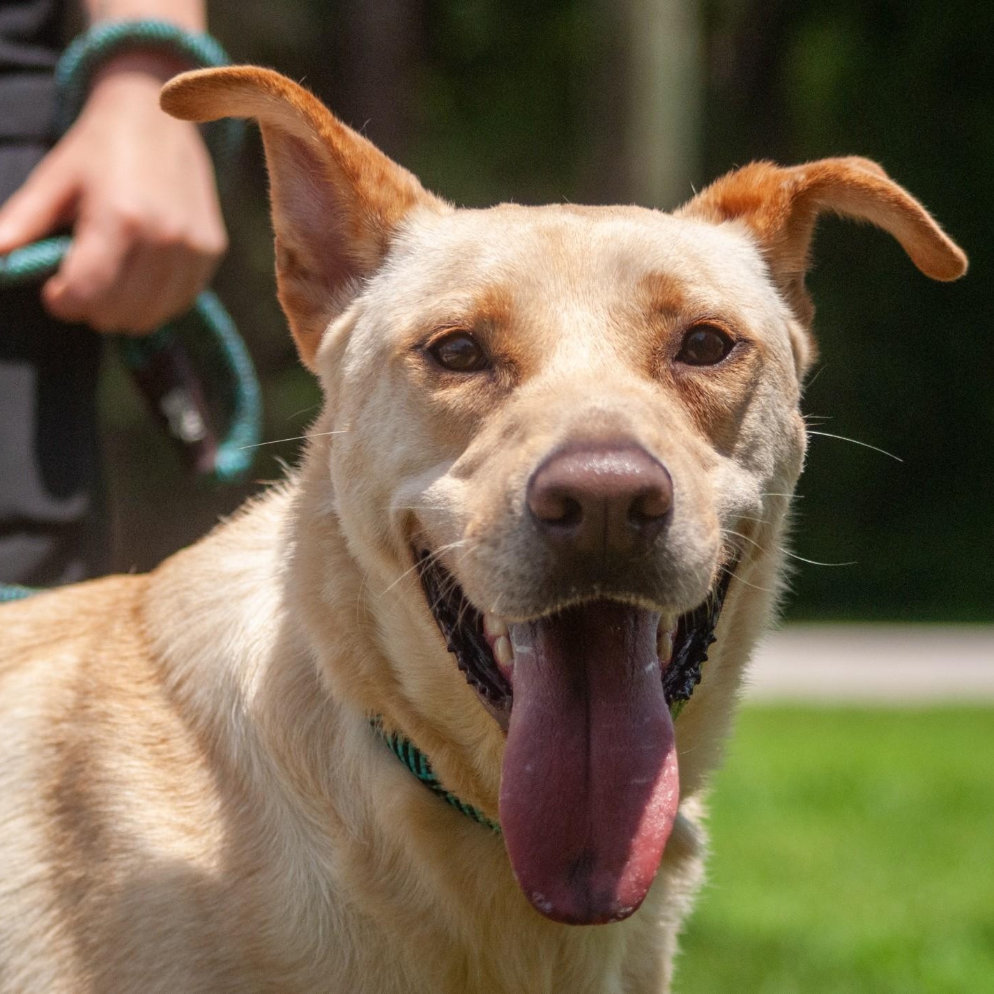 Enlarge Leeland, a Adoptable mixed breed in Houston, TX image 1/7