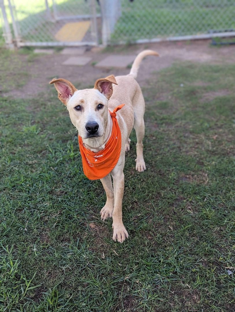 Enlarge Leeland, a Adoptable mixed breed in Houston, TX image 7/7