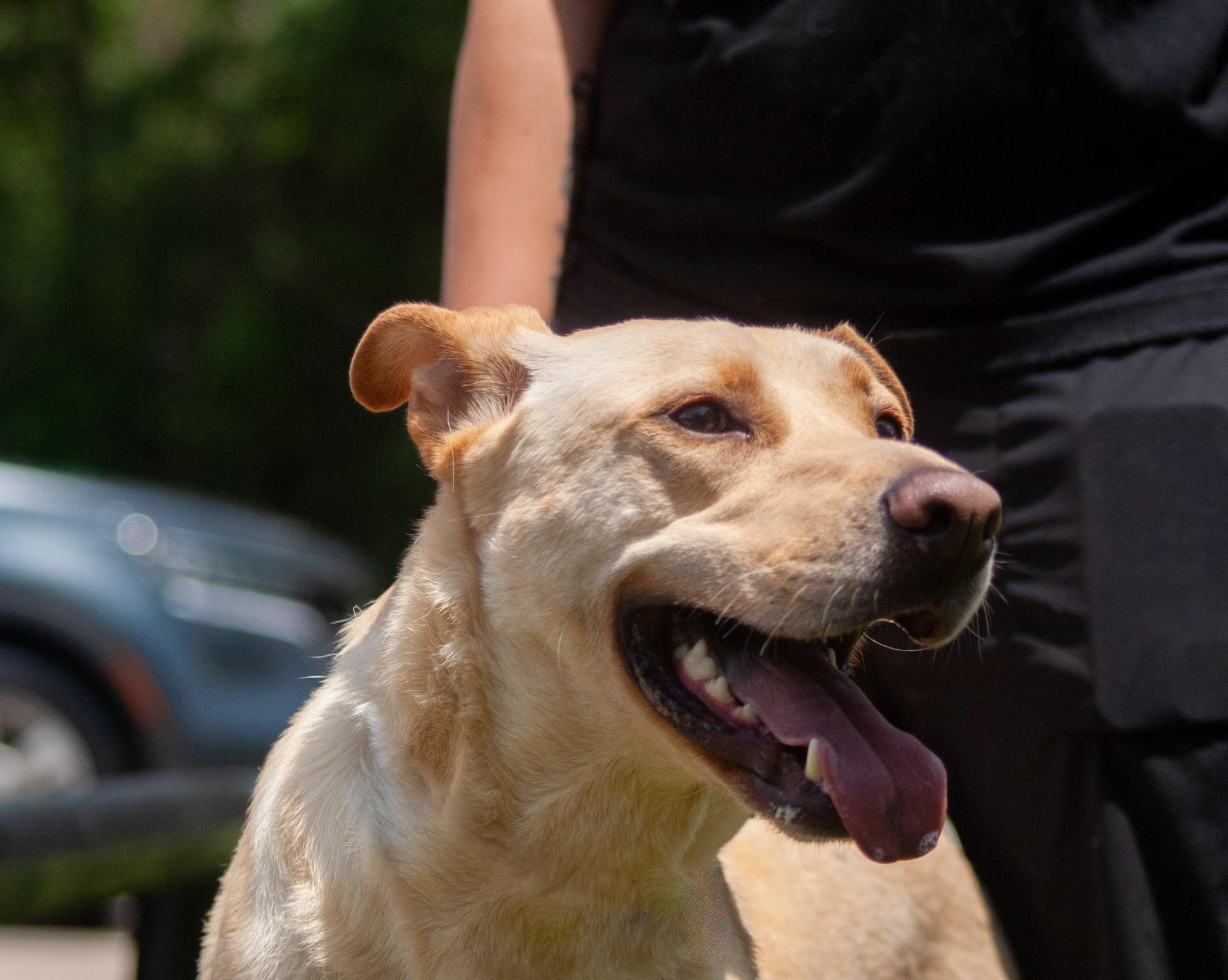 Enlarge Leeland, a Adoptable mixed breed in Houston, TX image 2/7