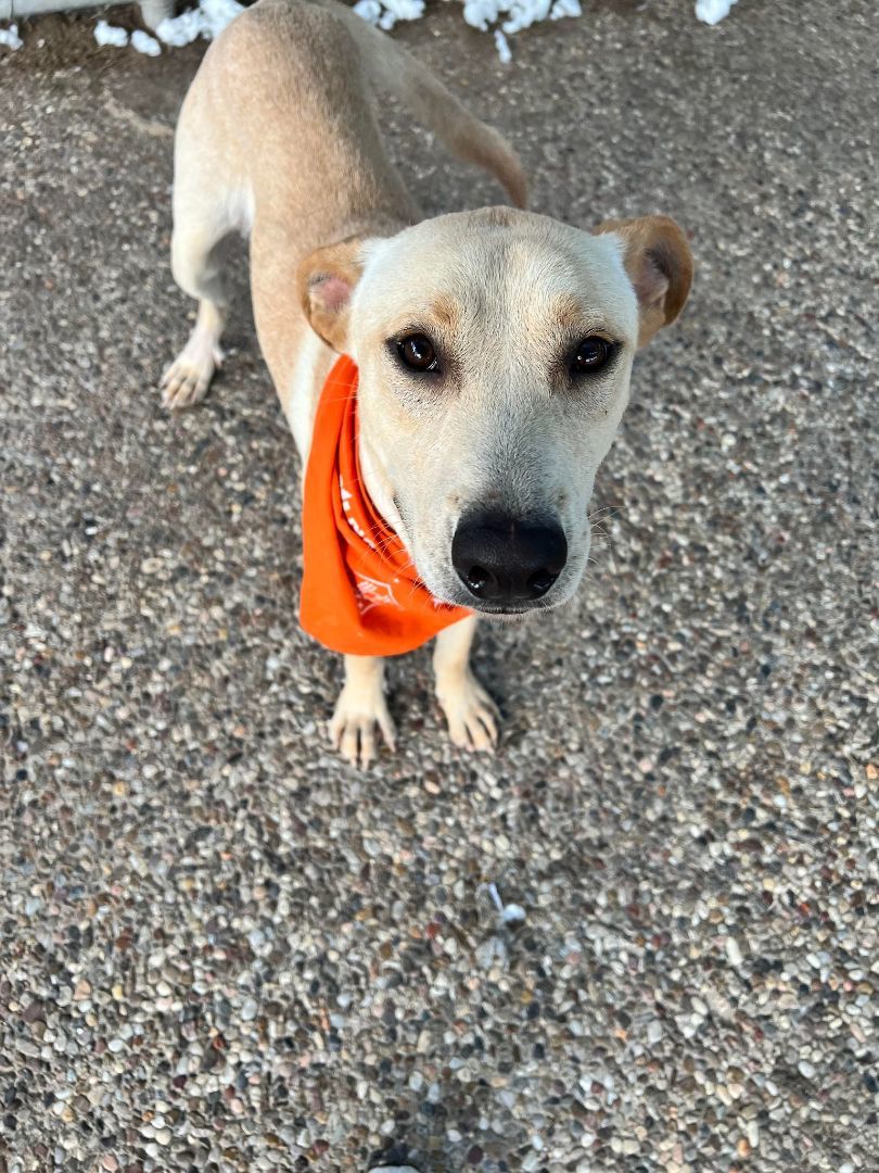 Enlarge Leeland, a Adoptable mixed breed in Houston, TX image 6/7
