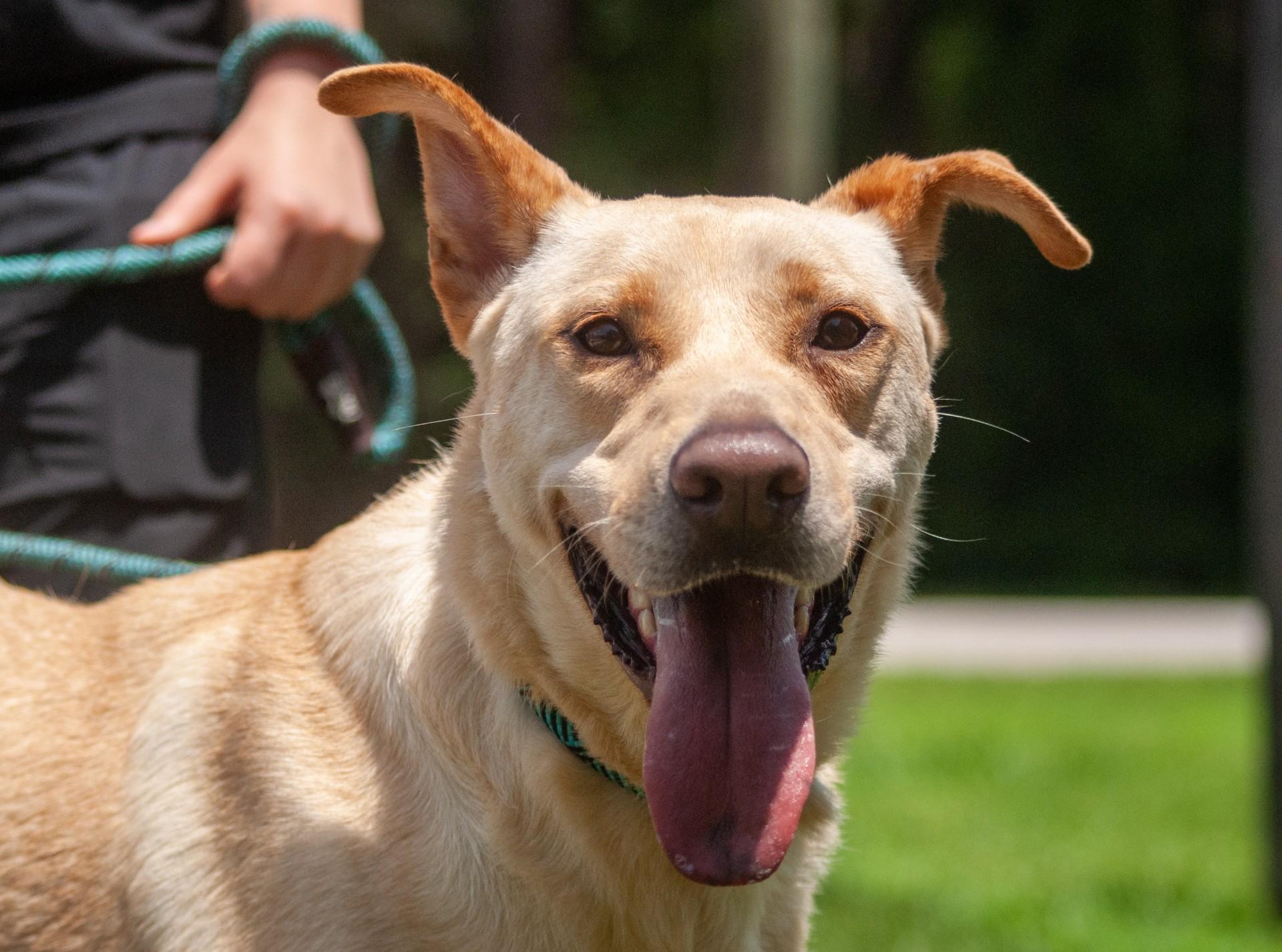 Enlarge Leeland, a Adoptable mixed breed in Houston, TX image 4/7