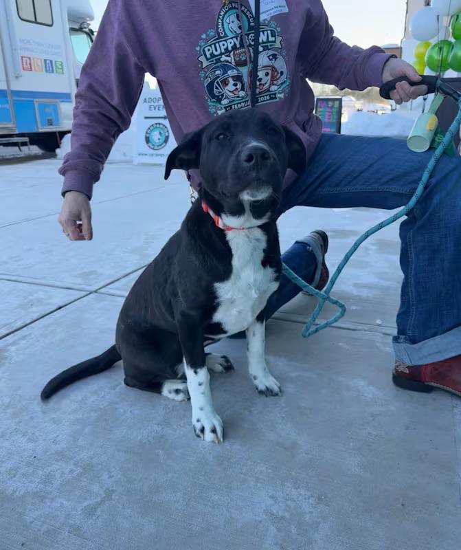 Enlarge Eva, a ADOPTABLE mixed breed in Watertown, CT image 2/5