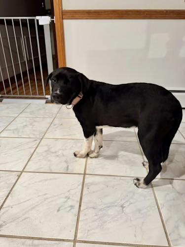 Enlarge Eva, a ADOPTABLE mixed breed in Watertown, CT image 5/5