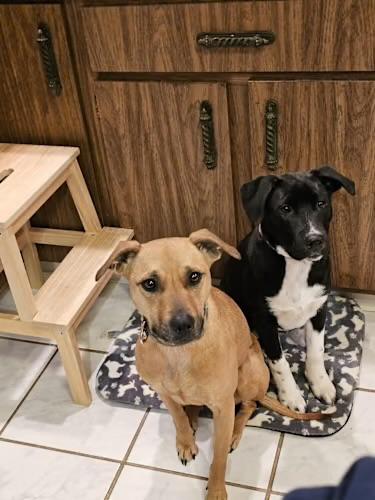 Enlarge Eva, a ADOPTABLE mixed breed in Watertown, CT image 4/5