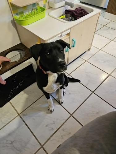 Enlarge Eva, a ADOPTABLE mixed breed in Watertown, CT image 3/5