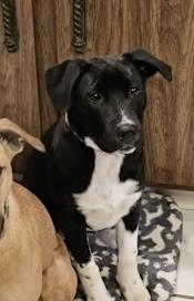 Enlarge Eva, a ADOPTABLE mixed breed in Watertown, CT image 1/5