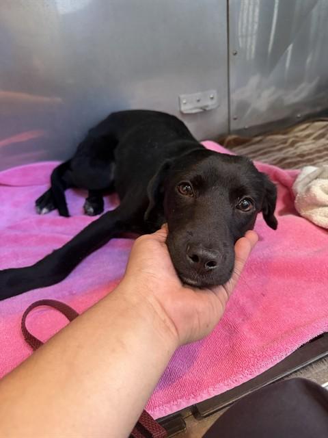 Enlarge CARTER, a Adoptable mixed breed in Fort Myers, FL image 1/1