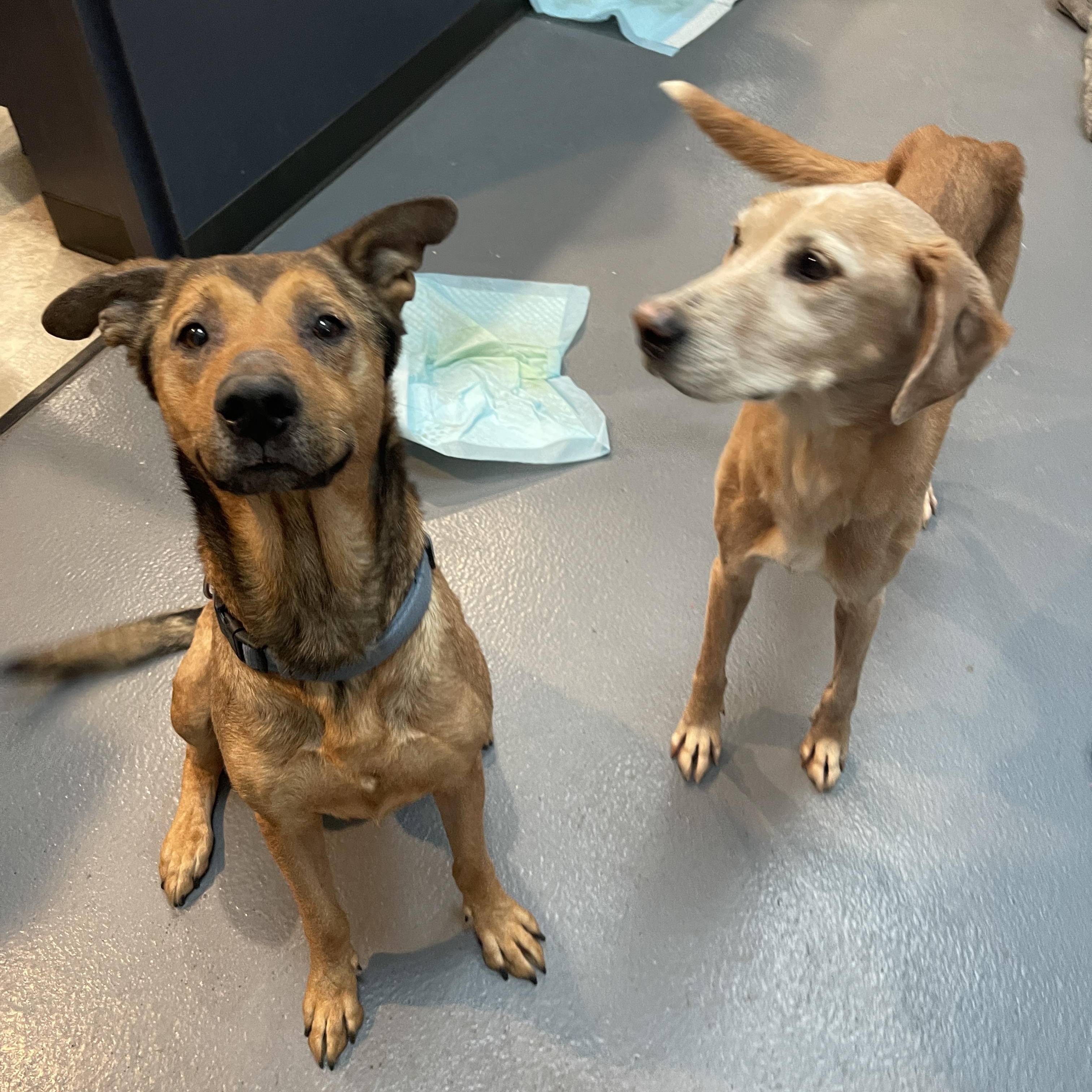 Clyde CM 12/17 — thumbnail 4