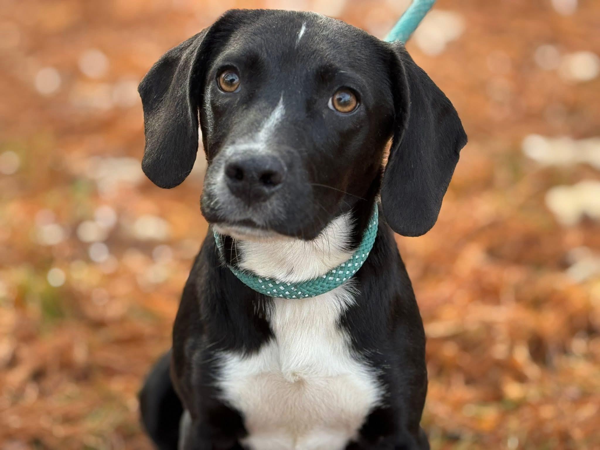 Clarice, a Adoptable mixed breed in Richmond, VA image 1/5
