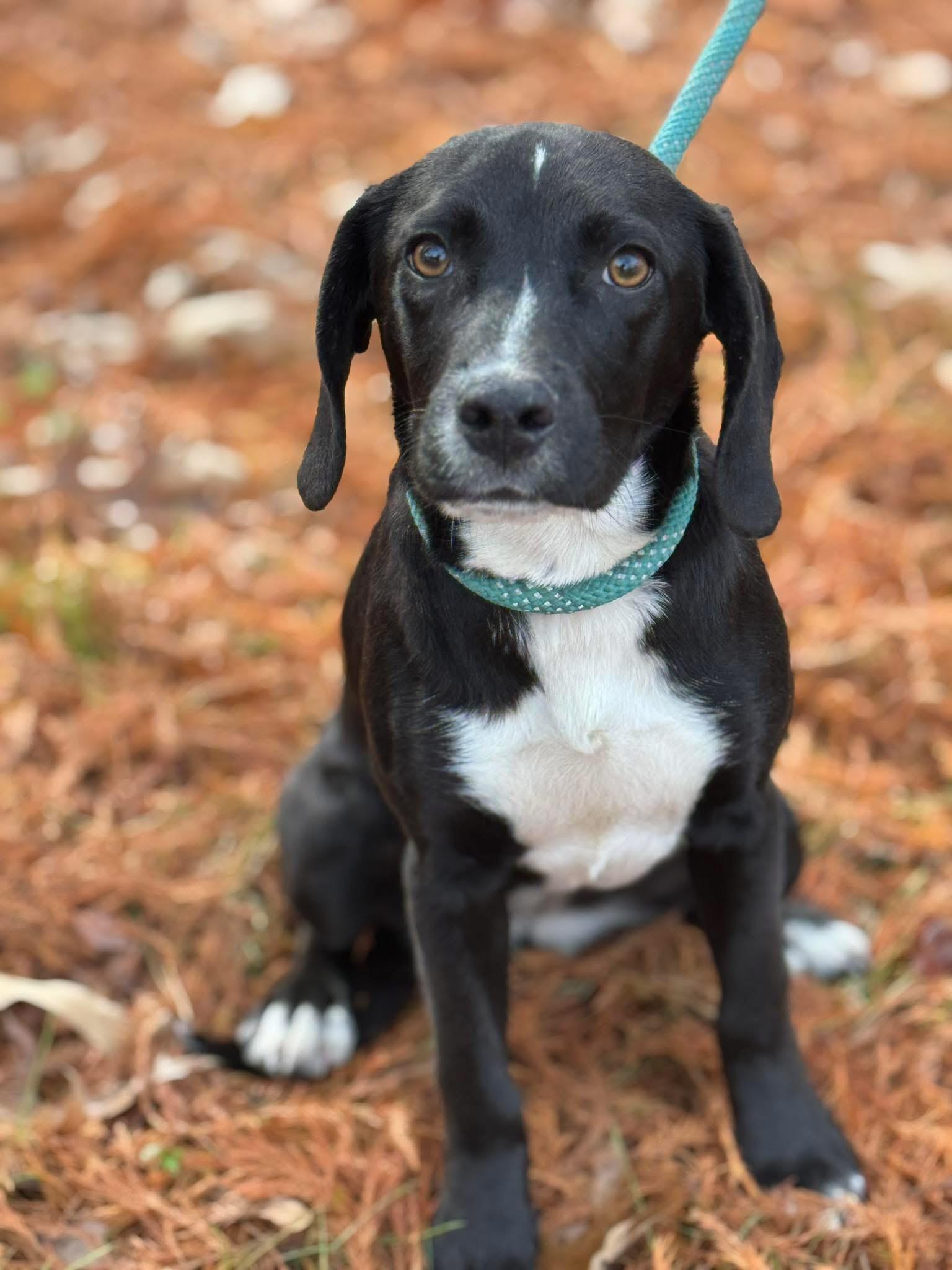 Clarice, a Adoptable mixed breed in Richmond, VA image 3/5